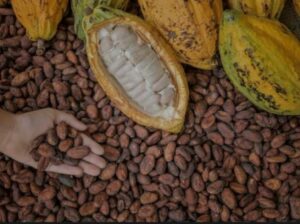 Cocoa Trades For Below $9K Per Ton, Nigeria To Boost Chocolate Production.