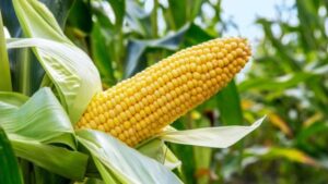 Bayelsa Maize Farmers Drag Ecobank To Court For Breach Of Rules, Seek N68bn In Damages